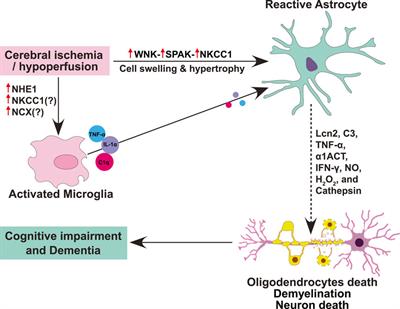 Ion transporter cascade, reactive astrogliosis and cerebrovascular diseases